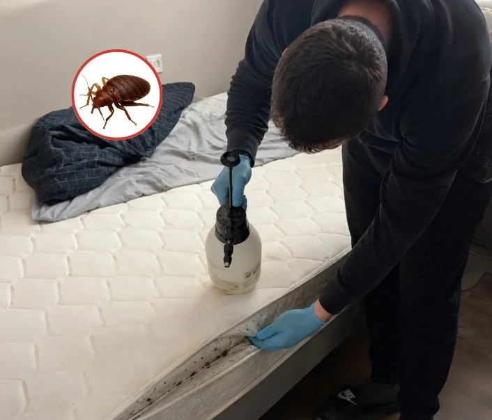 Technicien traitant un matelas contre les punaises de lit à Yèbles